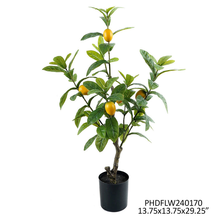Potted Lemon Seedling Tree Set/4