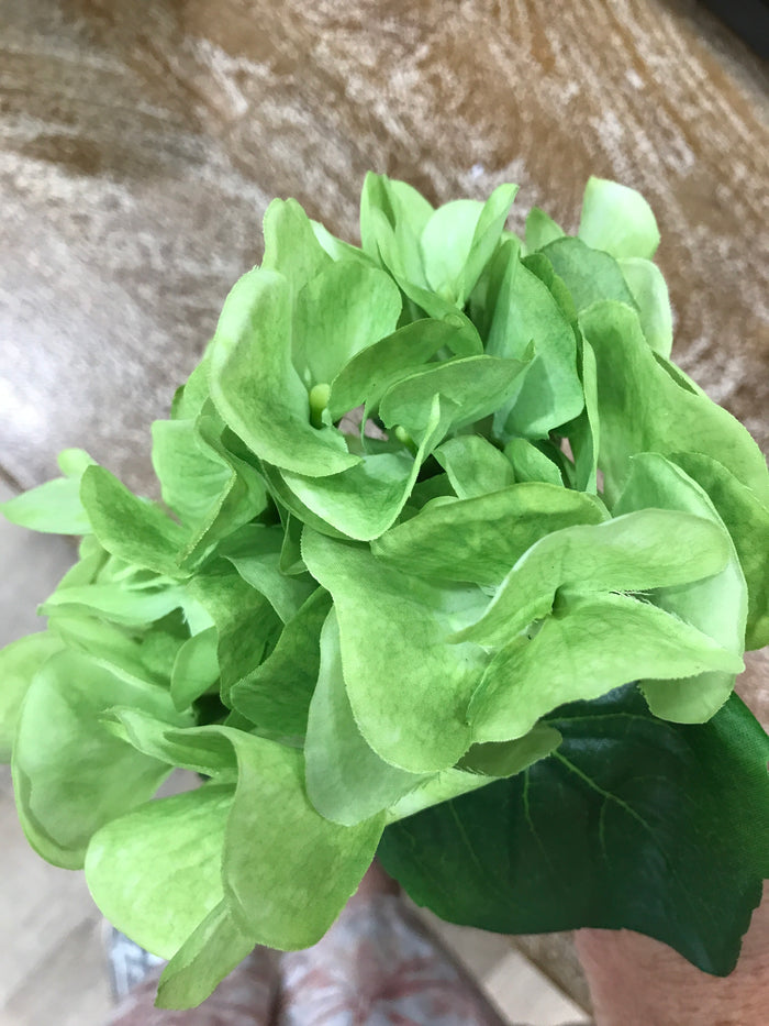 Hydrangea Short Stem Green