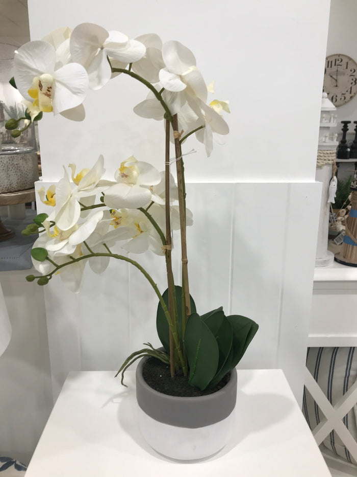 Orchid in Grey Pot Large White