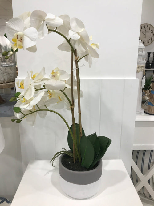 Orchid in Grey Pot Large White