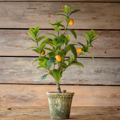 Potted Lemon Seedling Tree Set/4